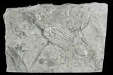 1" Crinoid (Platycrinites) Fossil - Crawfordsville, Indiana - #130171-1
